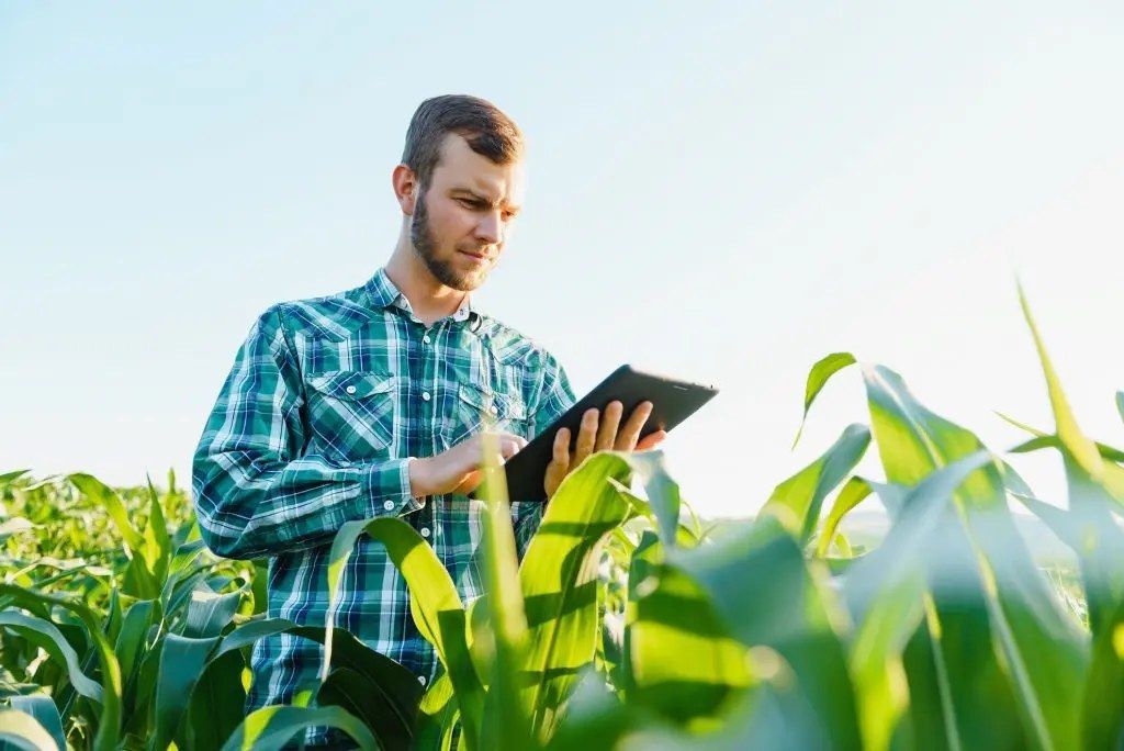 Agronomist checking crops